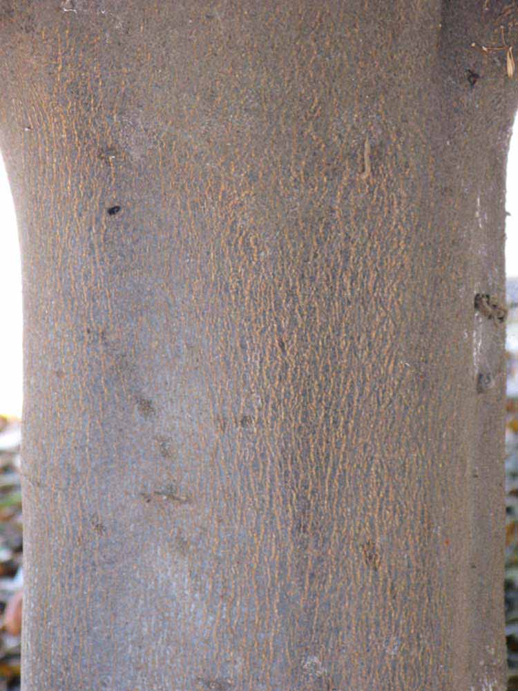            Bark (Riverside, CA)   